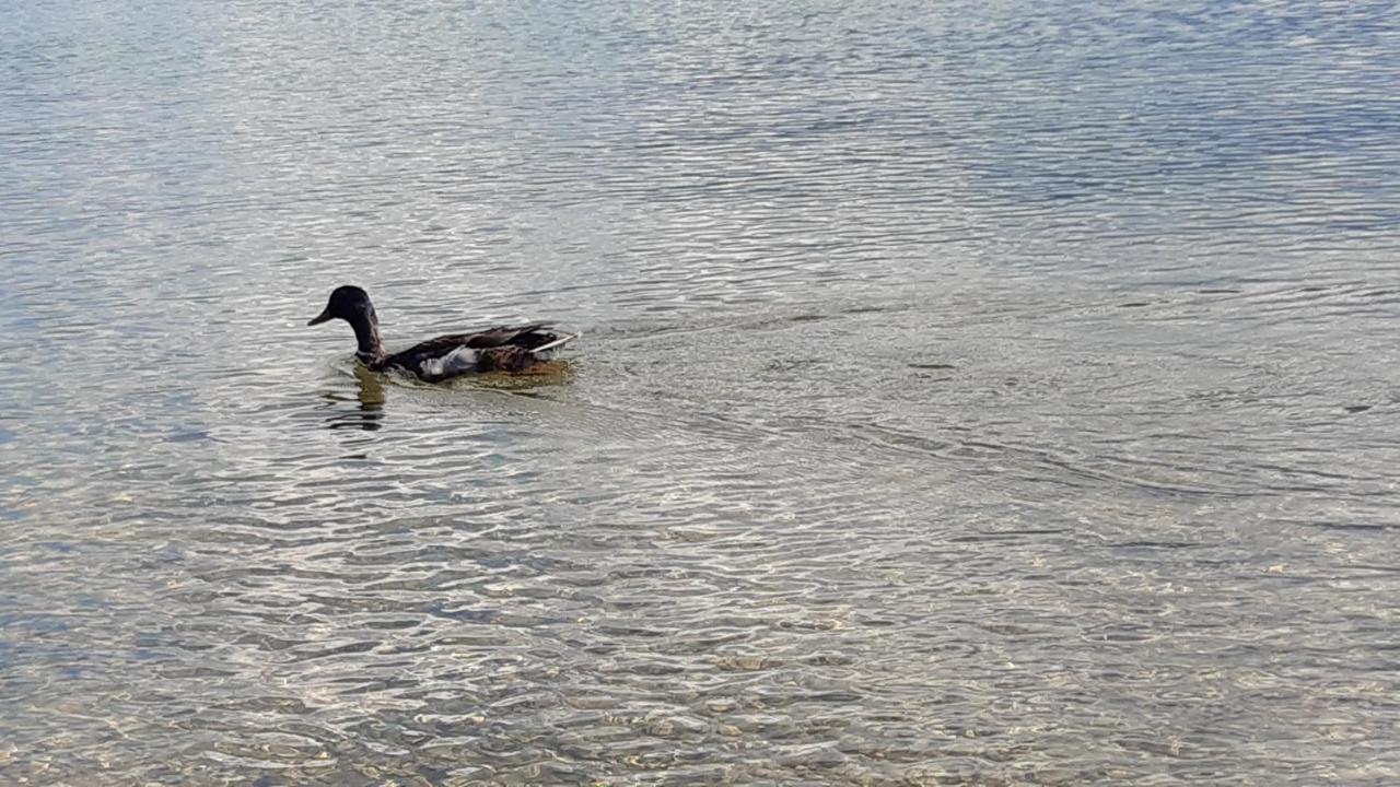 Wildente Am See Maishofen Luaran gambar